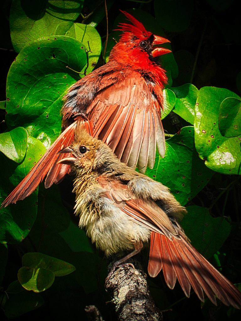 Teaching Baby to Sunbathe - ID: 15953681 © Janet Criswell