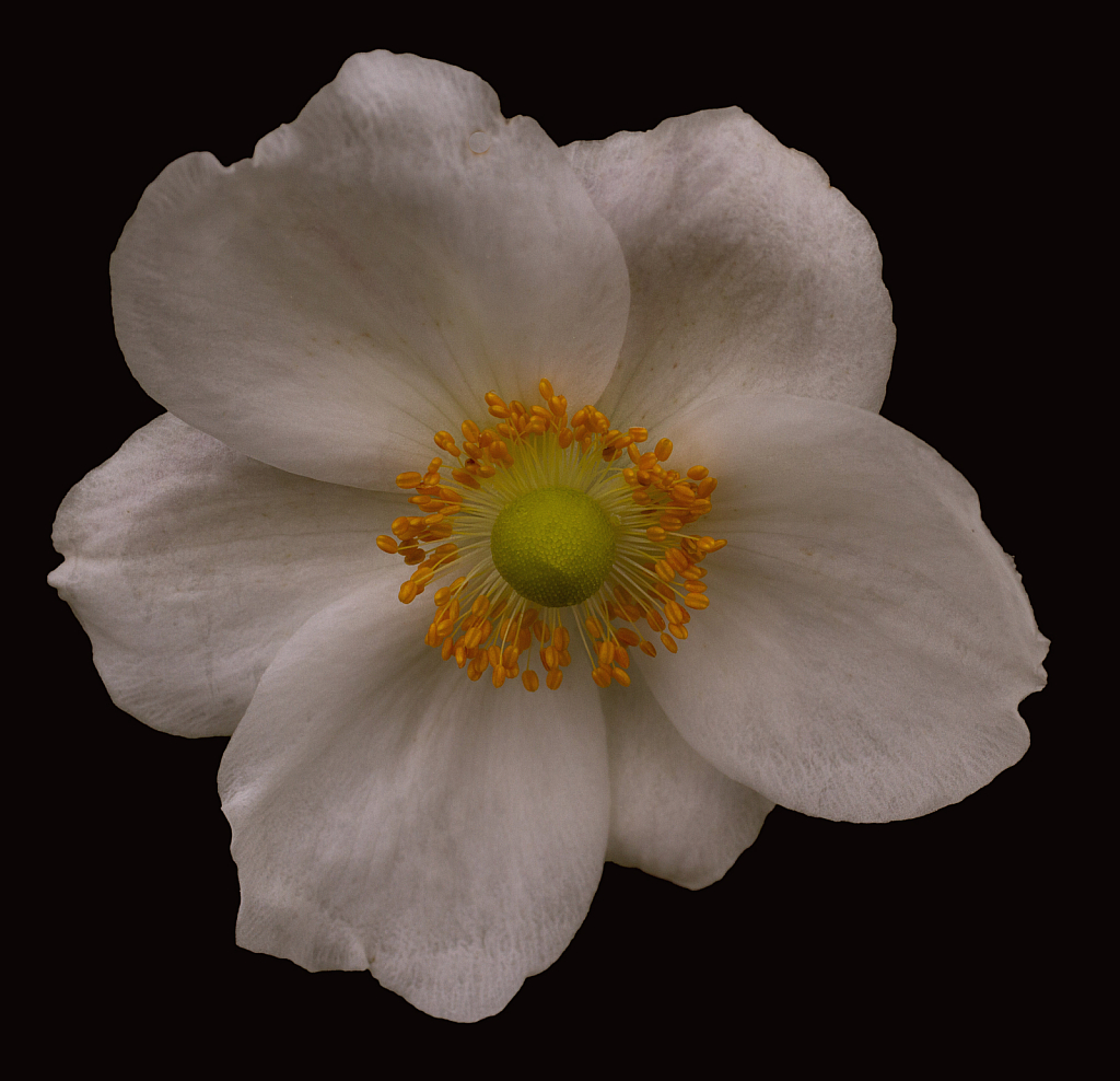 Anemone