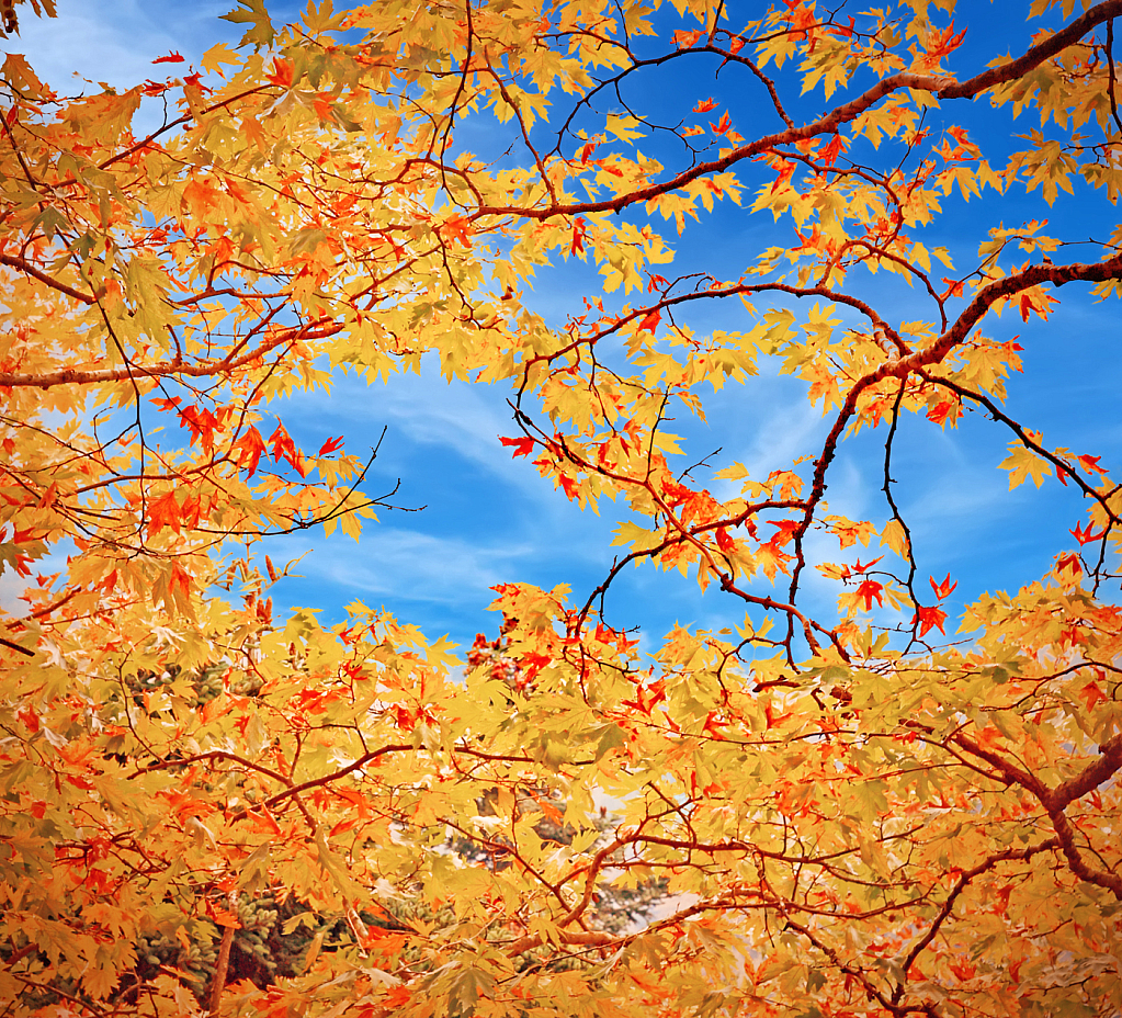 Tree Branches in Fall colors.