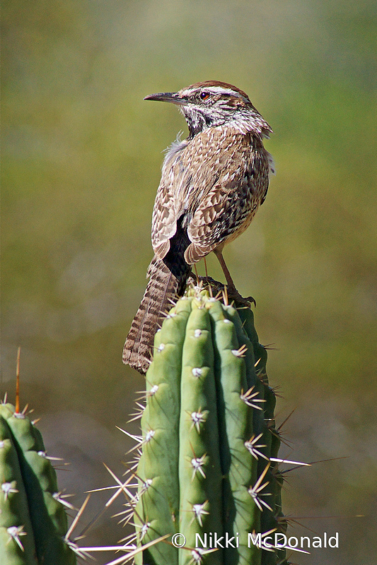 Cactus Wren