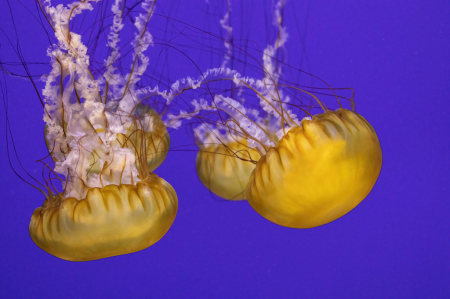 Sea Nettle Jellies