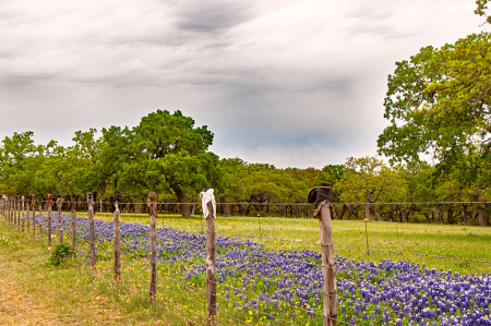 Fence Line