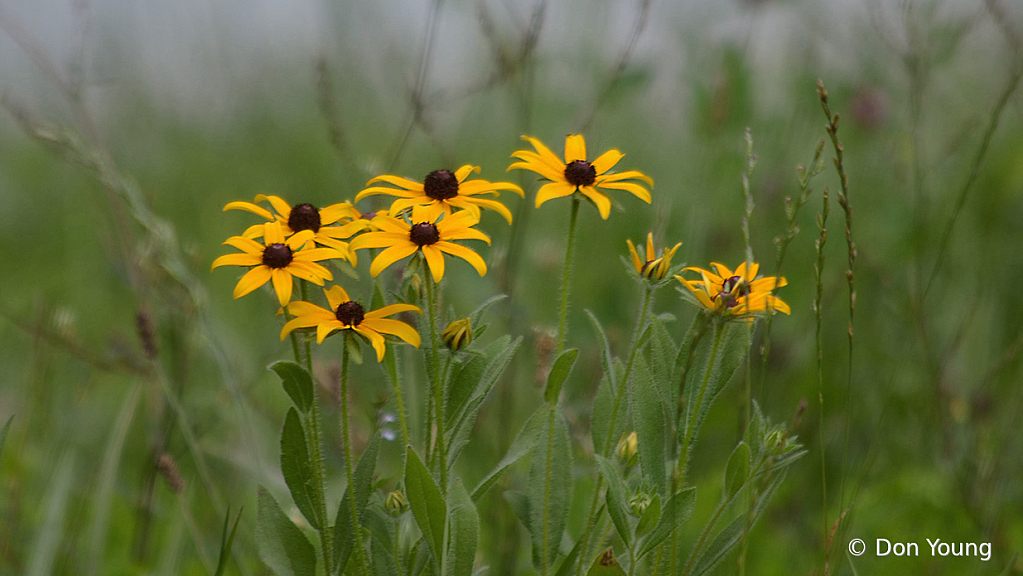 Dusty Road Flowers