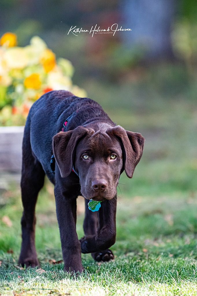 Buck - Five Month Old Teenager!