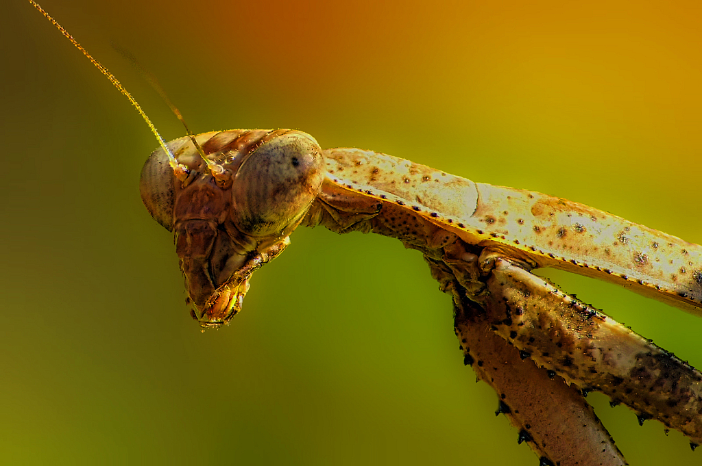 Praying Mantis - ID: 15954164 © Janet Criswell