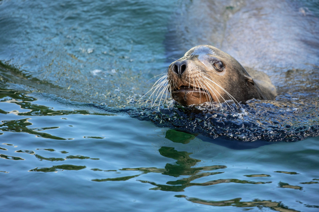 Cruising Sea Lion