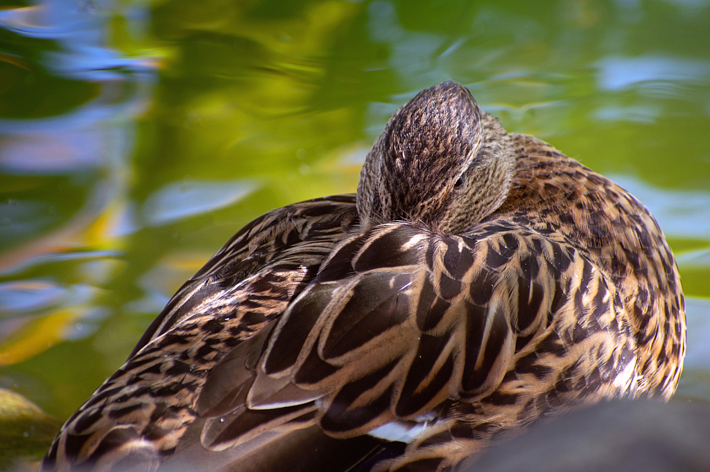 A Resting Hen Mallard Duck