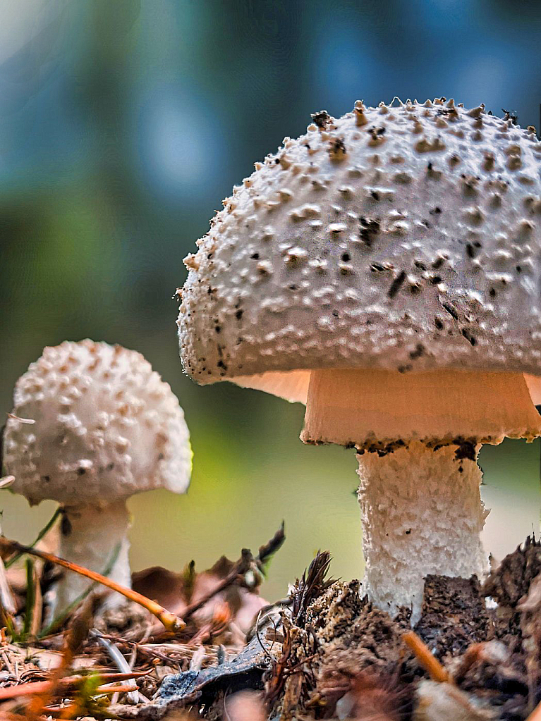 Mushroom Season - ID: 15954261 © Janet Criswell