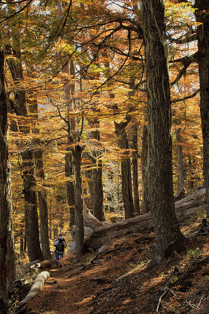 A walk in the fall forest