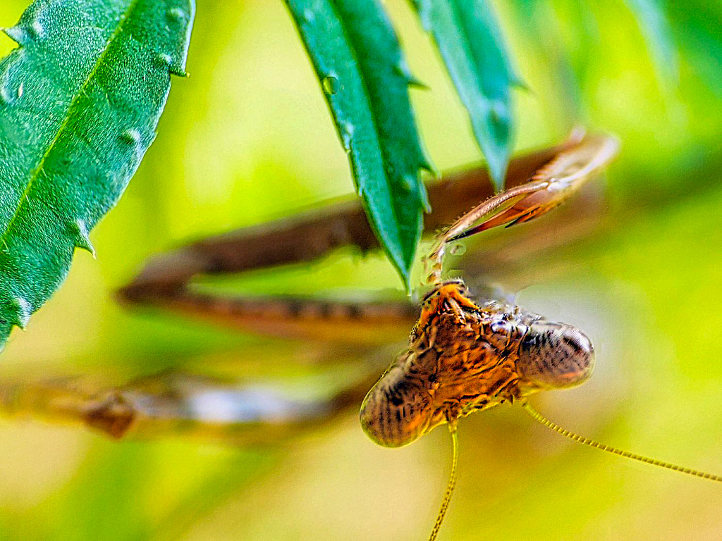 Hanging On - ID: 15954354 © Janet Criswell