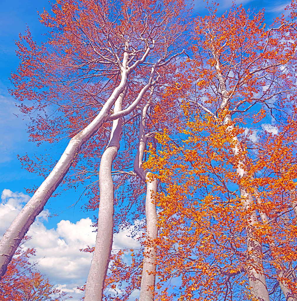 Beech Trees in Fall dress.