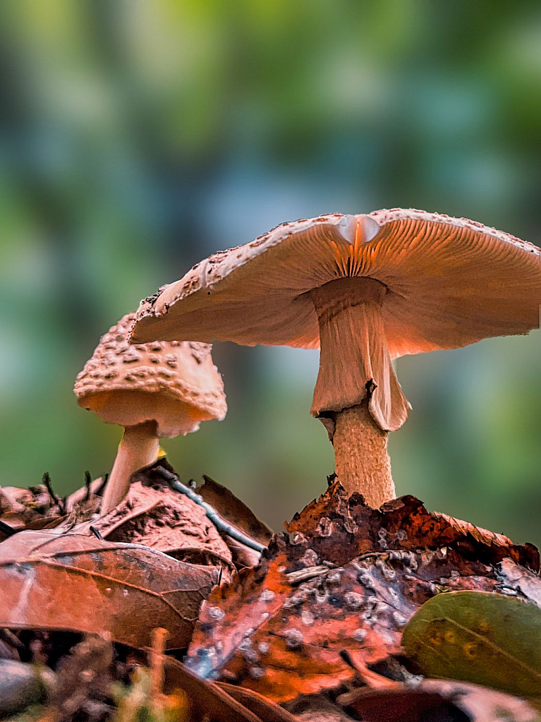 October Sprouts - ID: 15954465 © Janet Criswell