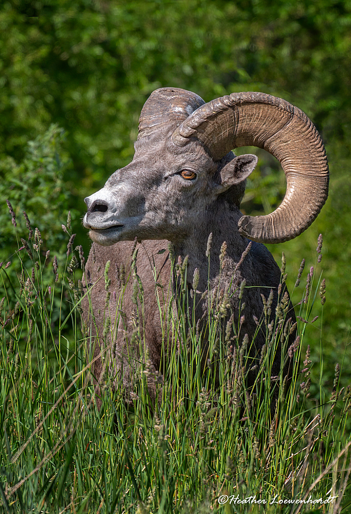 Big Horn Sheep