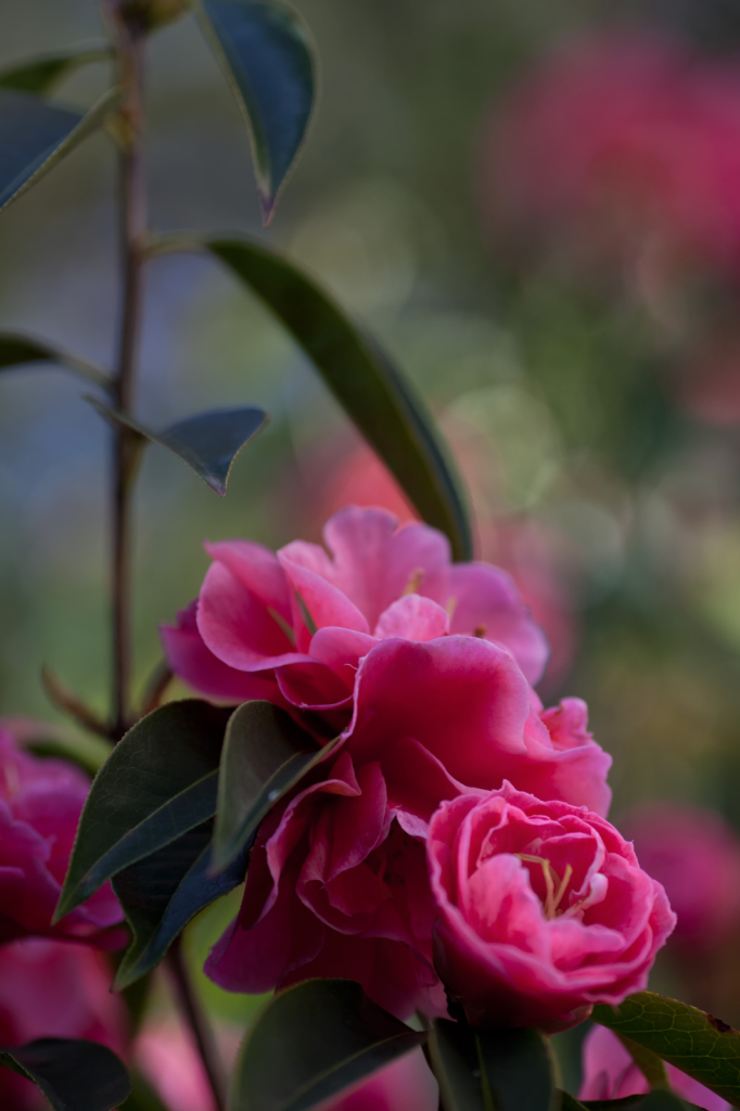 Camellias