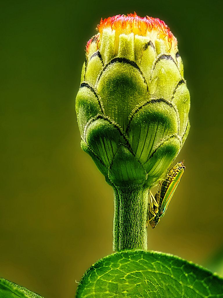 Leafhopper - ID: 15954584 © Janet Criswell