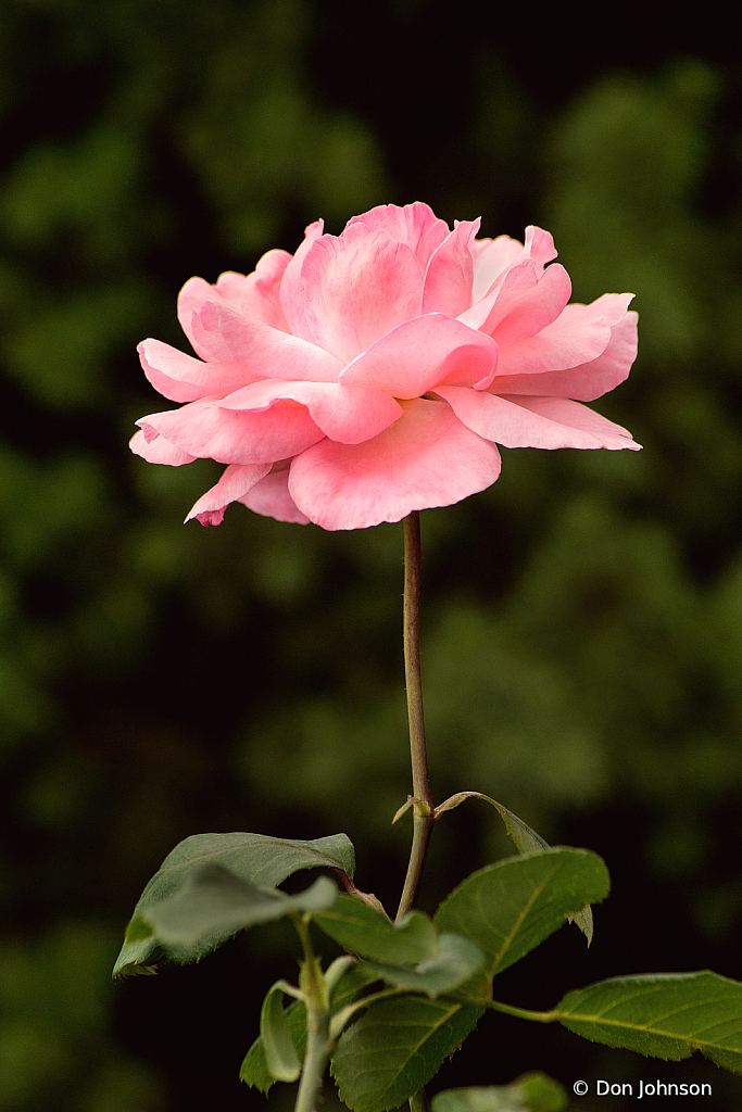 Pink Rose Profile 10-10-21 062