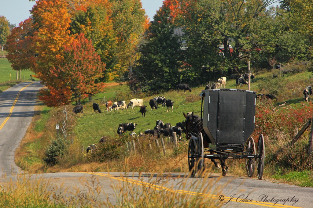 Amish Buggy Ride