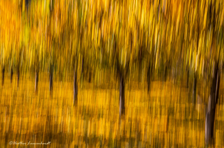 Golden Canopy