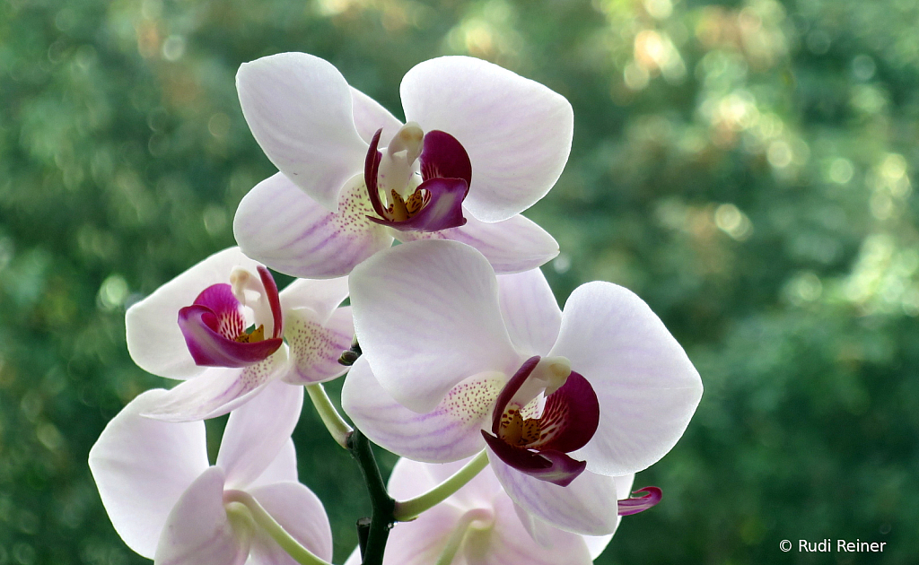 Summer orchid 