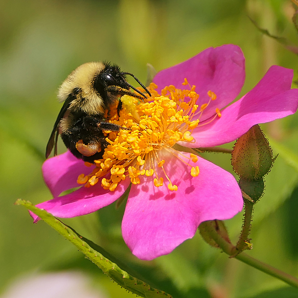 Remember the Wild Roses - ID: 15954798 © Janet Criswell