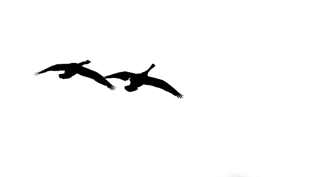 Two Goose Flyby 