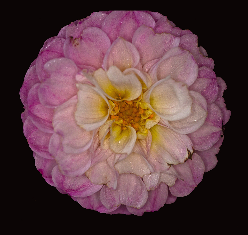 Dahlia