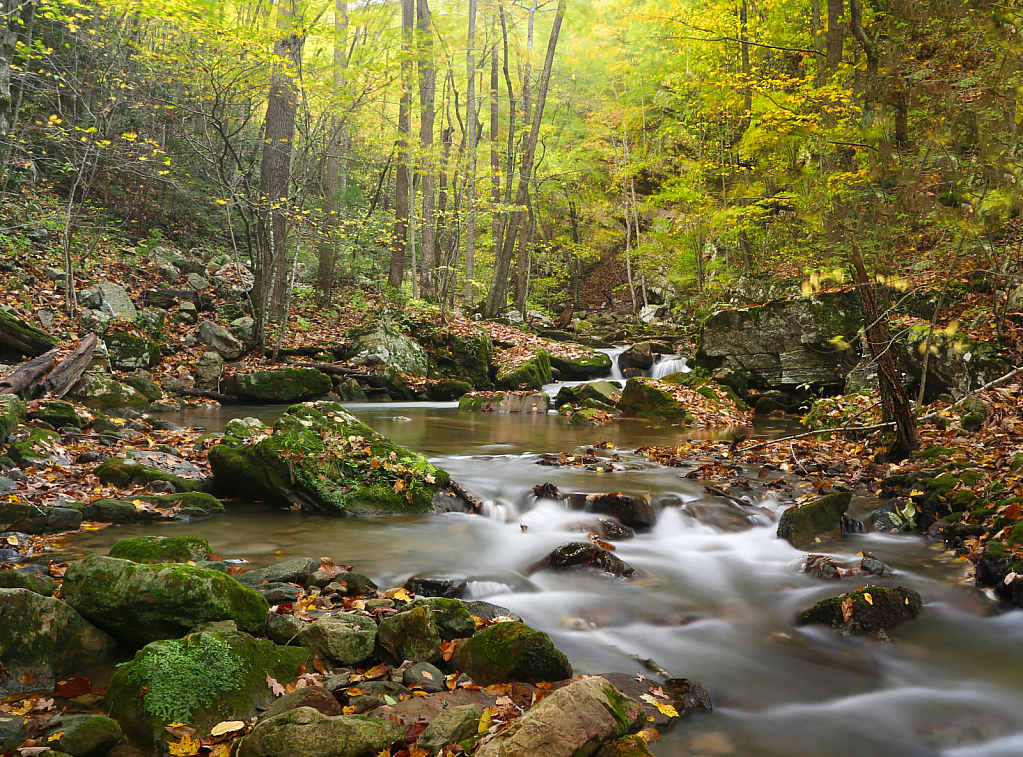 Autumn Splendor  