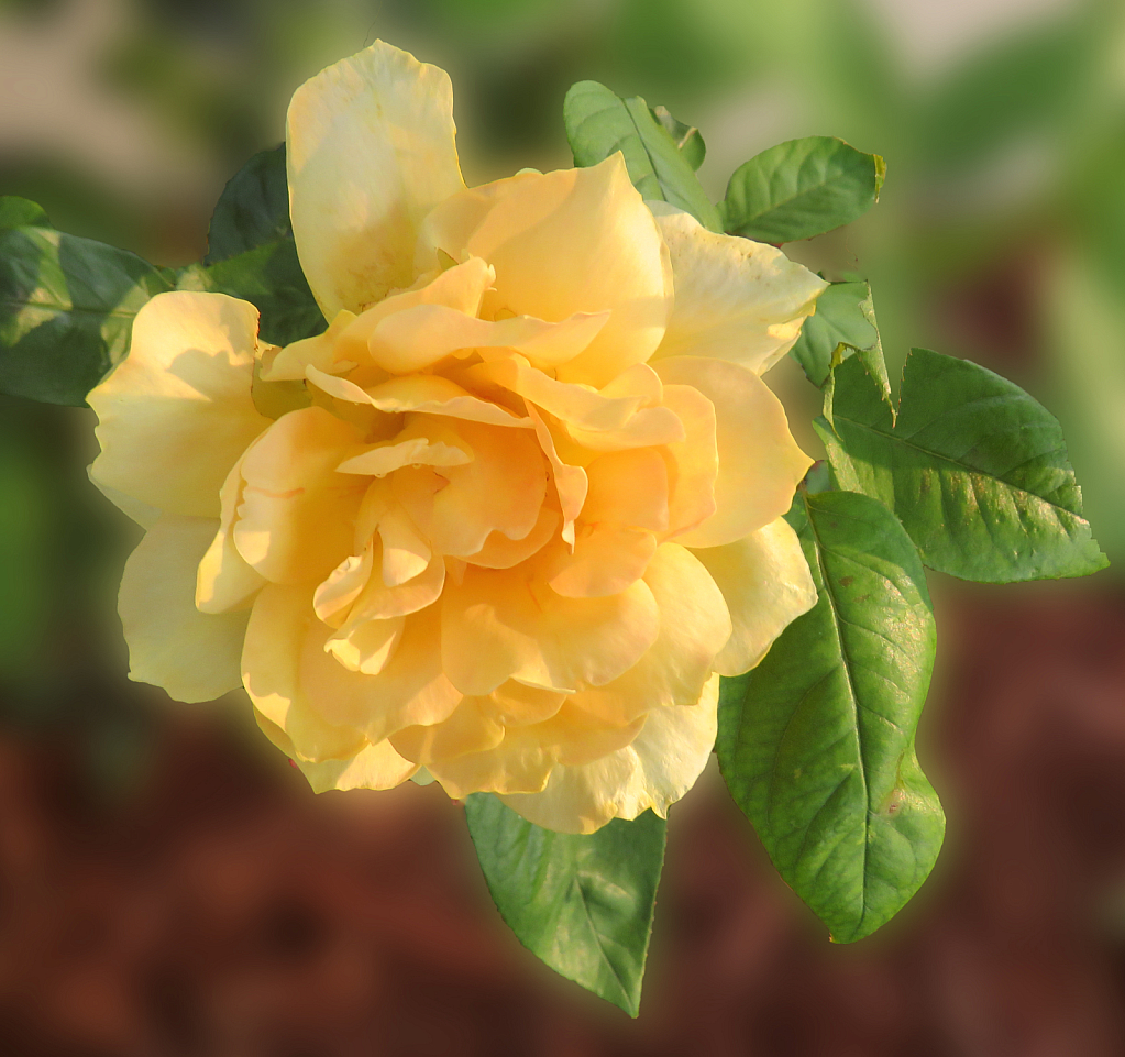 Another Yellow Rose