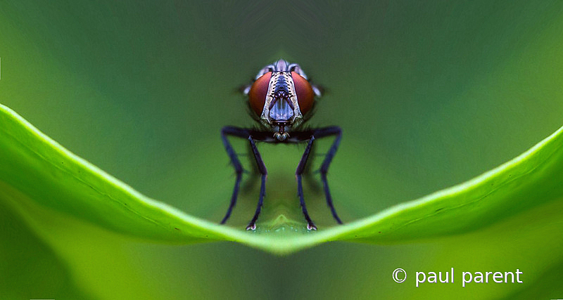 Bluebottle Fly - ID: 15955397 © paul parent