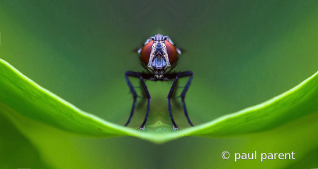 Bluebottle Fly