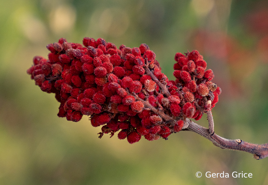 Sumac Berries