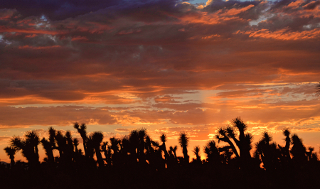 Sun Setting In The Desert