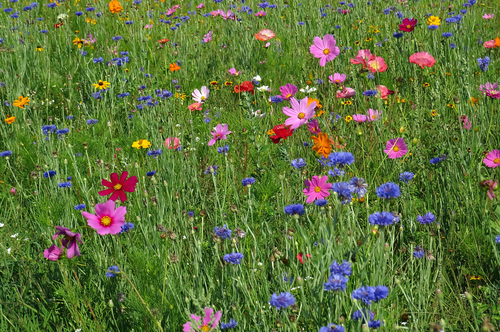 Flowers In The Field