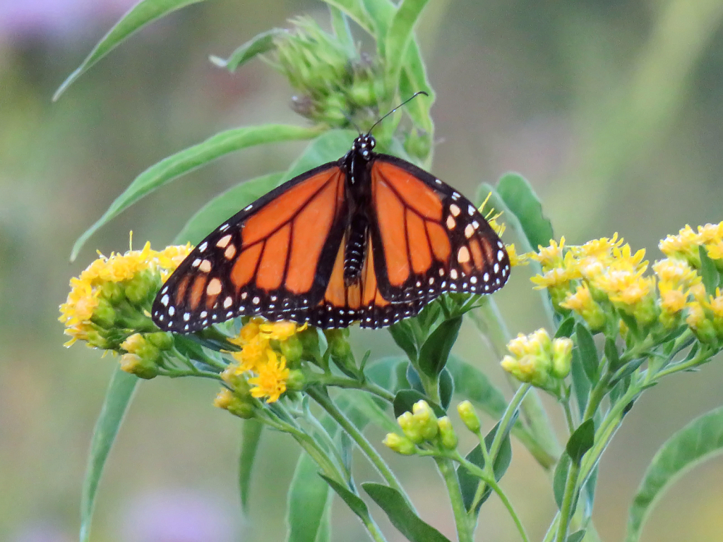 Monarch On Yellow