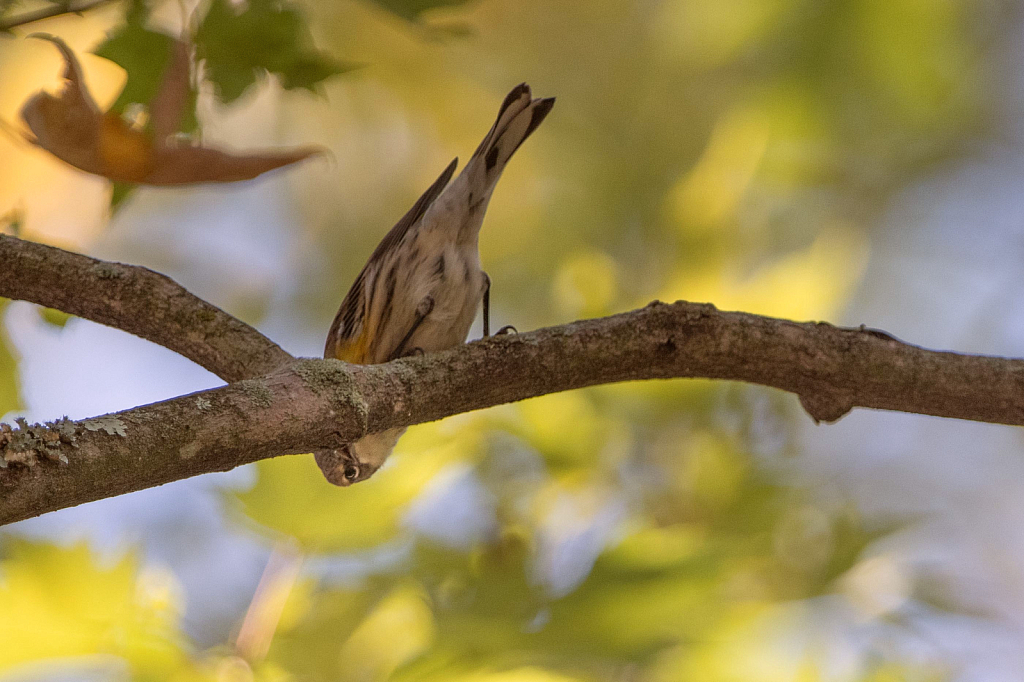 Yellow Rumped Warbler Checking Me Out