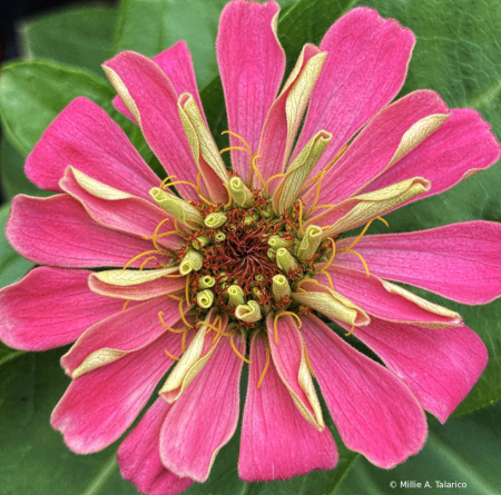 Zinnia