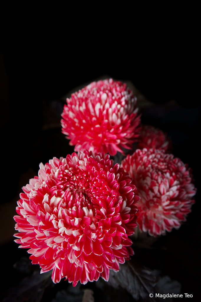 Chrysanthemum 1 - ID: 15955486 © Magdalene Teo
