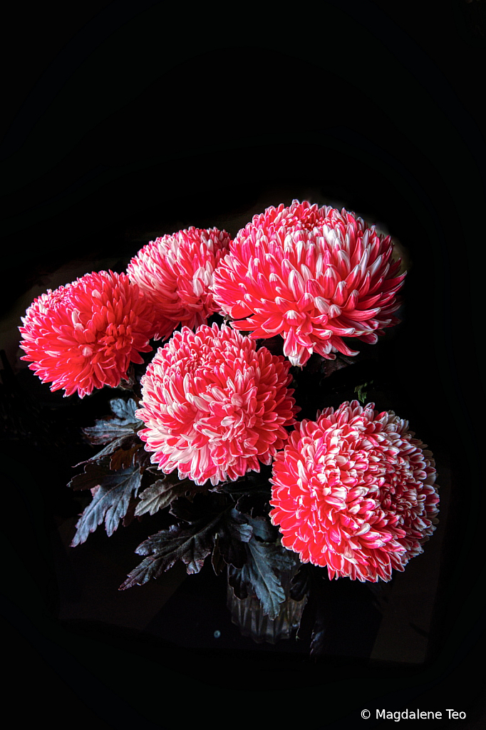 Chrysanthemum2 - ID: 15955487 © Magdalene Teo