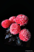 Chrysanthemum2