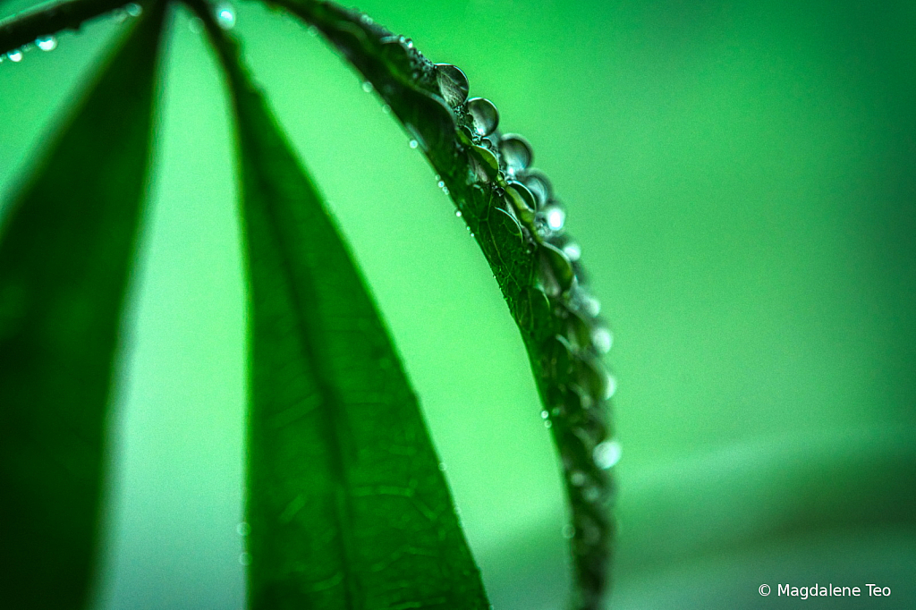 LeafDroplets1 - ID: 15955488 © Magdalene Teo