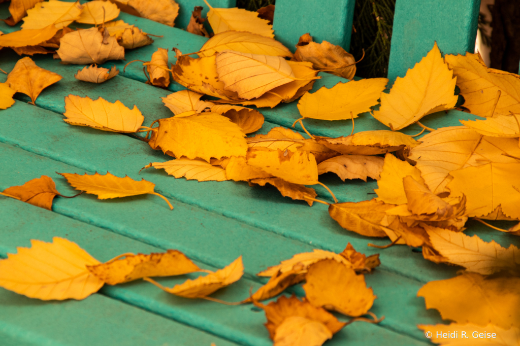 A Little Fall on the Bench