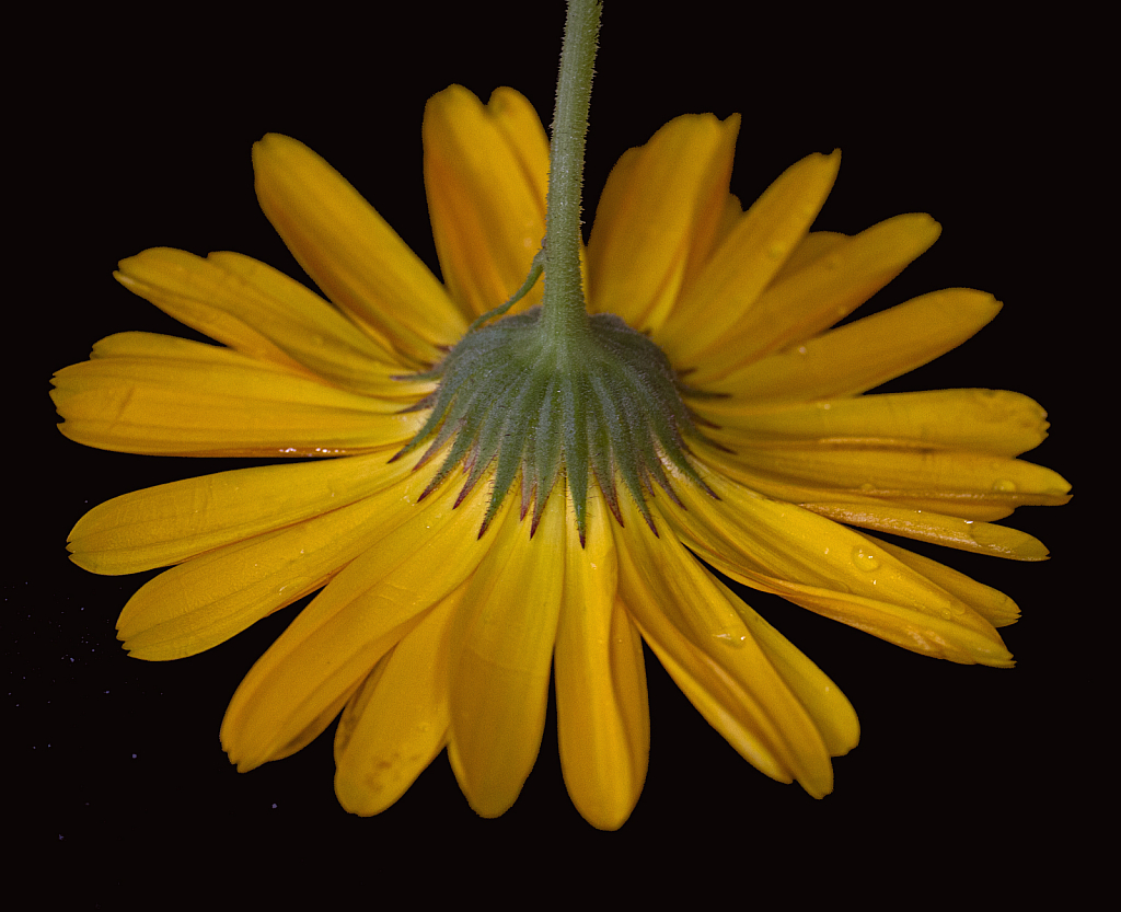 Calendula from the back ...