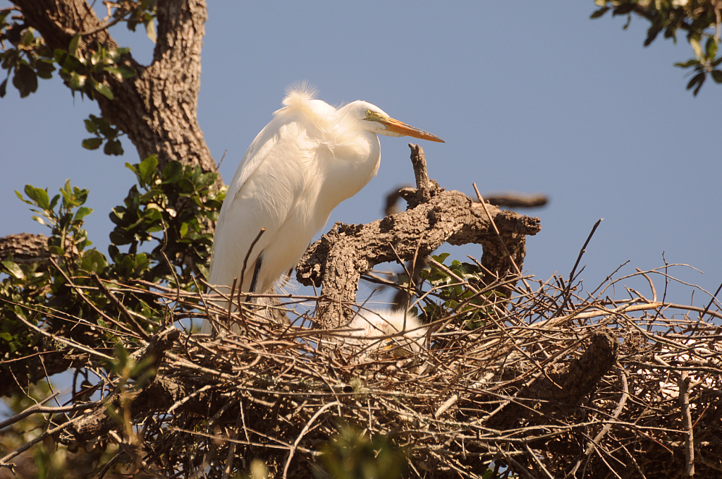 Feathers and fur - ID: 15955627 © BoniRay Chaney