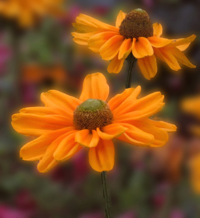 Beauty In Yellow