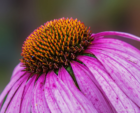 Cone Flower