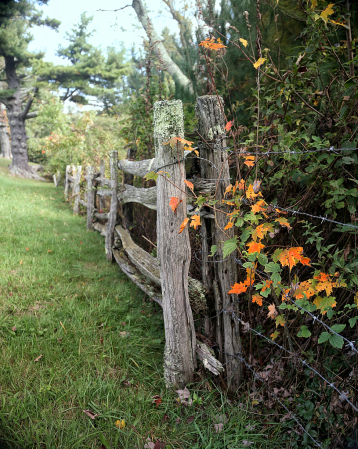 Fence Post with Personality