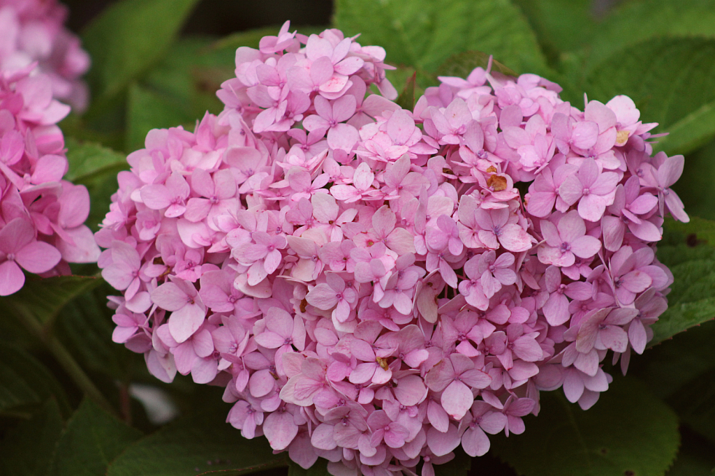 Hydrangea