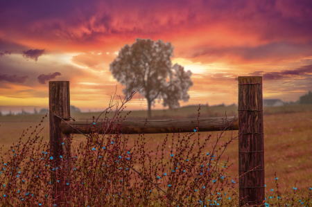 Fence and Autumn Tree