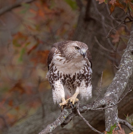 Hawk on a Branch