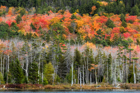 Acadia Fall